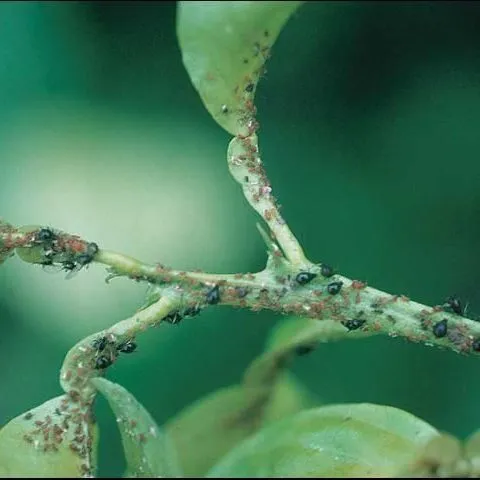 thumbnail for publication: A Guide to Identification of Soft-bodied Citrus Insect Pests